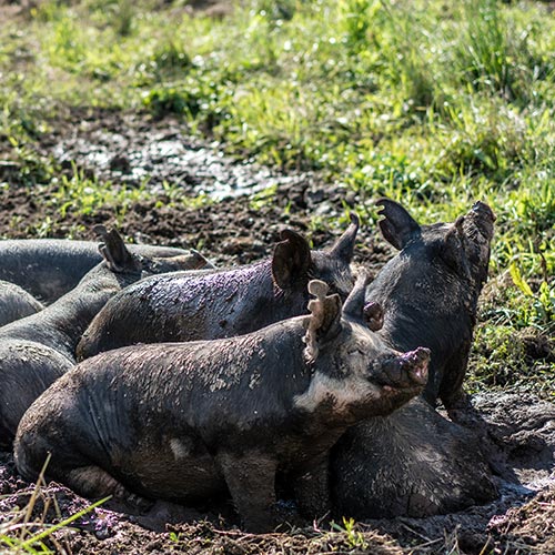 Berkshire Pigs in the Pasture